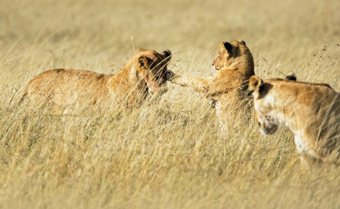 three gold lions on field